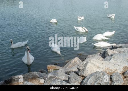 Cygnes muets : un groupe de cygnes muets glisse gracieusement dans les eaux du Danube à Vienne, en Autriche. Assistez à la beauté sereine de ces maje Banque D'Images