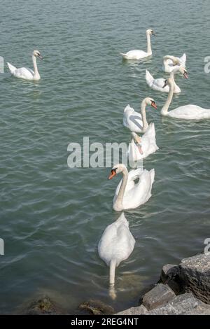 Cygnes muets : un groupe de cygnes muets glisse gracieusement dans les eaux du Danube à Vienne, en Autriche. Assistez à la beauté sereine de ces maje Banque D'Images