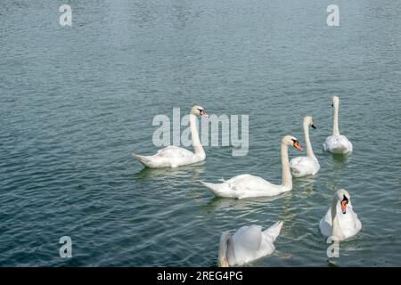 Cygnes muets : un groupe de cygnes muets glisse gracieusement dans les eaux du Danube à Vienne, en Autriche. Assistez à la beauté sereine de ces maje Banque D'Images