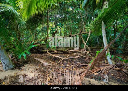 Forêt luxuriante sauvage près de la plage de coucher de soleil, Mahé Seychelles Banque D'Images