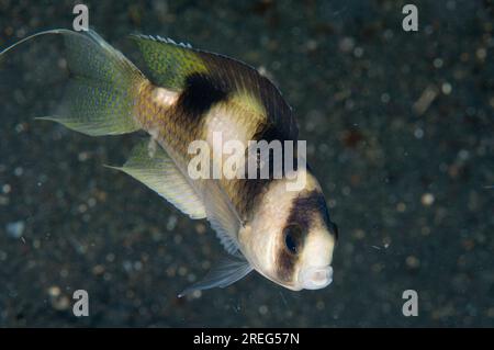 Damselish à bandes noires, Amblypomacentrus breviceps, site de plongée TK3, détroit de Lembeh, Sulawesi, Indonésie Banque D'Images