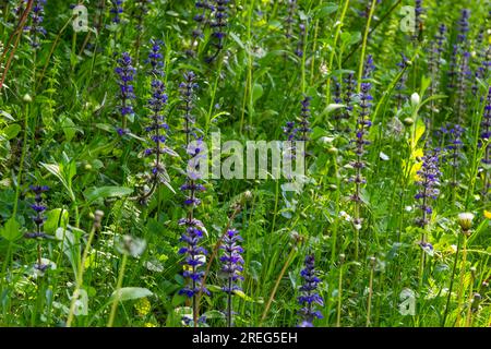 Un gros plan de fleurs bleues de Ajuga reptans Atropurpurea au printemps.Bugle bleu Ajuga reptans fleurs charpentier herbe feuilles persistantes plantes vivaces. Banque D'Images