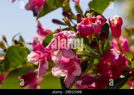 Bouquet coloré de fleurs de rose de Weigela praecox avec des pétales de cinq lobes, gros plan. Weigela est un arbuste à feuilles caduques, ornementales et florissantes, un jardin populaire Banque D'Images