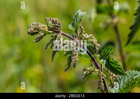 Orties orties Urtica dioica dans le jardin. Feuilles vertes avec bords dentelés. Banque D'Images
