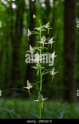 Platanthera bifolia, communément connu sous le nom de papillon-orchidée inférieur, est une espèce d'orchidée du genre Platanthera. Fleurir dans la forêt. Banque D'Images