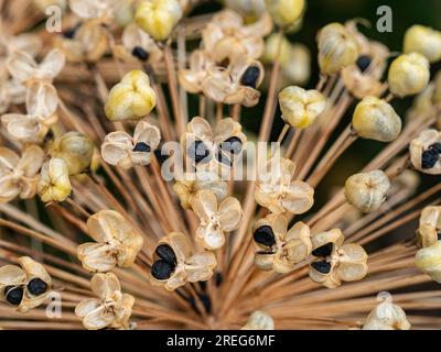 Gros plan d'une partie de la tête de semis séchée d'Allium 'Purple sensation' Banque D'Images