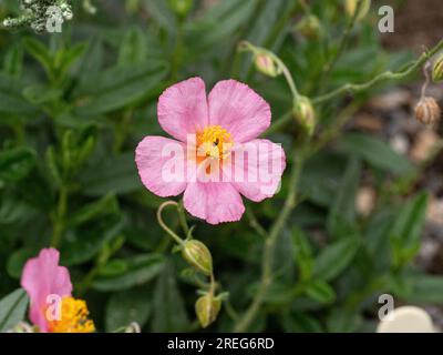 Les délicates fleurs roses de la rose rocheuse Helianthemum 'Lawrensonn's Pink' Banque D'Images