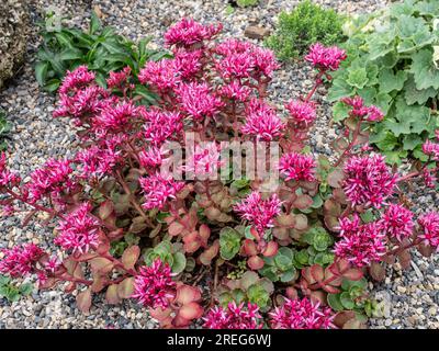 Les fleurs rose foncé et le feuillage rouge foncé de Sedum spirum 'purpureum' Banque D'Images