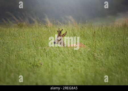 Cerf, buck, dormir dans l'herbe sur un champ sous la pluie avec la forêt en arrière-plan en Allemagne, en Europe Banque D'Images