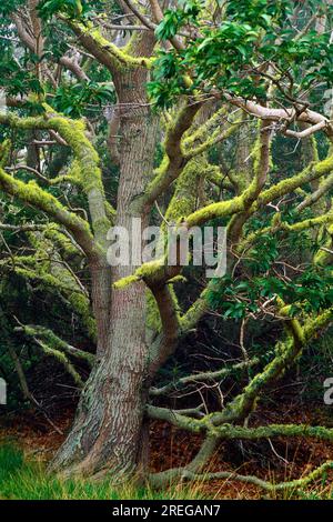 Un grand arbre koa (acacia koa) avec des branches couvertes de mousse se dresse majestueusement dans une forêt koa sur la Grande île d'Hawaï. KOA bois a traditionnellement b Banque D'Images