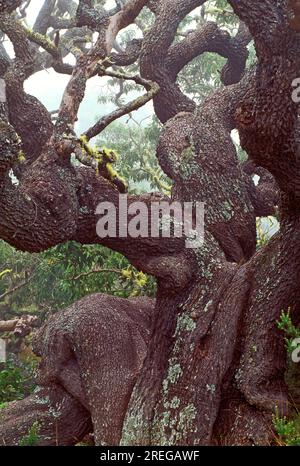 Intéressantes branches gnarly d'un vieil arbre koa (acacia koa) dans une forêt sur la Grande île d'Hawaï. Banque D'Images