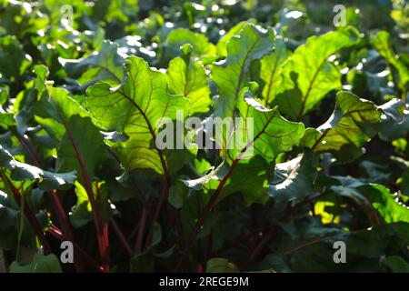 Betterave pourpre dans le potager sur le lit de jardin. Betteraves. Feuilles de betterave dans le jardin. Écologie. Légumes biologiques. Banque D'Images