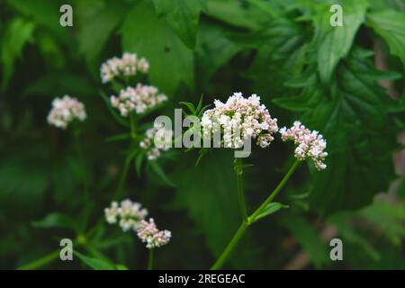 le gros plan montre un buisson de valériane dans un jardin, avec ses grandes grappes de fleurs blanches en forme de parapluie se balançant délicatement dans la brise. Banque D'Images