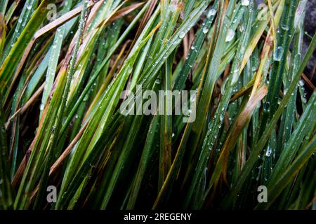 Gouttes d'eau sur les brins d'herbe. Banque D'Images