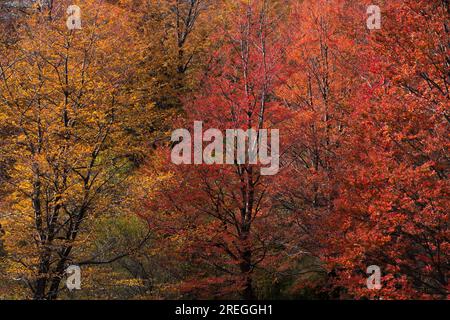 Autum arbres colorés dans Chubut Patagonia Argentine Banque D'Images