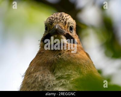 jay eurasien sur une branche d'arbre, photo portrait Banque D'Images