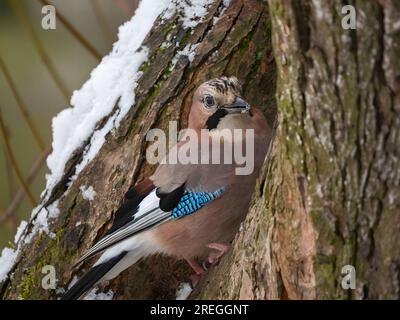 jay eurasien sur tronc d'arbre, paysage enneigé d'hiver. Banque D'Images