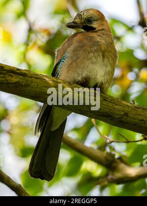 jay eurasien sur une branche d'arbre, photo portrait Banque D'Images