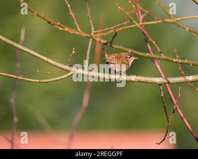 Sifflement eurasien sur la branche, fond flou. Banque D'Images