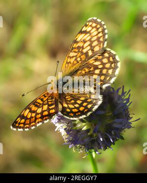 Papillon sur fleur, photo en gros plan. Banque D'Images