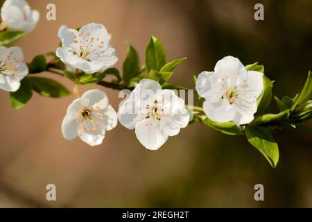 Fleurs blanches fleuries sur un fond flou. Banque D'Images