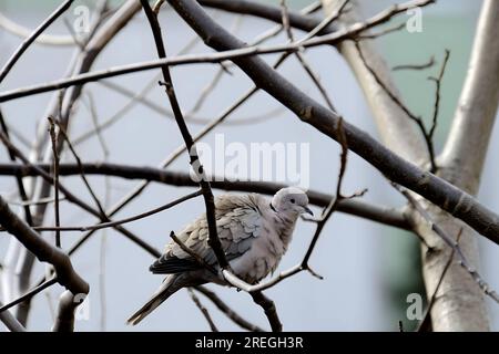 Colombe à col eurasien sur une branche d'arbre. Banque D'Images