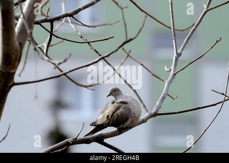 Colombe à col eurasien sur une branche d'arbre. Banque D'Images