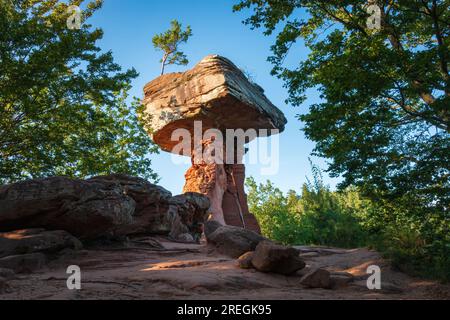 Table du diable (germe. Teufelstisch), un champignon rocher à Hinterweidenthal, Forêt du Palatinat, Allemagne en été contre le ciel bleu Banque D'Images