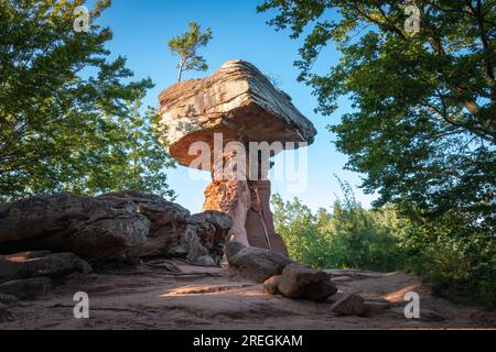 Table du diable (germe. Teufelstisch), un champignon rocher à Hinterweidenthal, Forêt du Palatinat, Allemagne en été contre le ciel bleu Banque D'Images