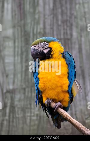 Macaw bleu et jaune - Ara ararauna sur l'arbre Banque D'Images