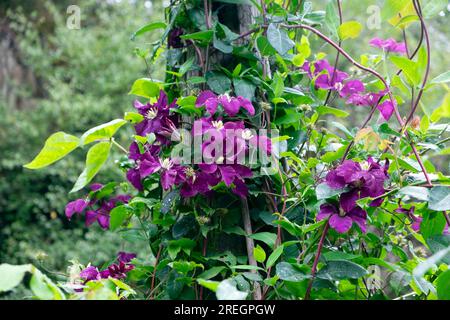 Clématites violettes le président fleurit en fleurs en gros plan en juillet 2023 jardin dans le Carmarthenshire pays de Galles Royaume-Uni Grande-Bretagne KATHY DEWITT Banque D'Images
