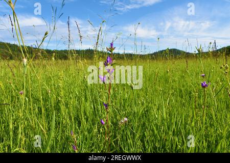 Fleur de bellflower (Campanula glomerata) en grappes violettes à la polje karstique à Notranjska, Slovénie Banque D'Images