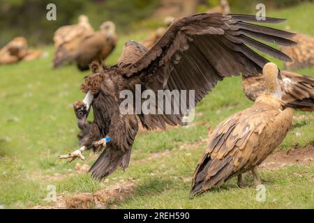 Le vautour cinéreux (Aegypius monachus) alias vautour noir eurasien l'un des plus grands oiseaux volants du monde, se disputant le titre avec les Andes Banque D'Images