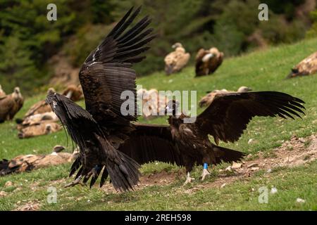 Le vautour cinéreux (Aegypius monachus) alias vautour noir eurasien l'un des plus grands oiseaux volants du monde, se disputant le titre avec les Andes Banque D'Images