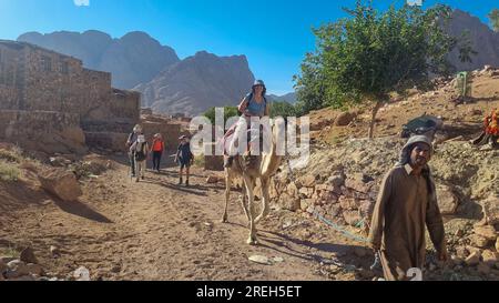 Visite du plateau du Sinaï avec des chameaux près du monastère Sainte-Catherine ( دير القدّيسة كاترين ou Moni tis Agias Aikaterinis), officiellement l'Autonom Sacré Banque D'Images