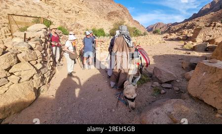 Visite du plateau du Sinaï avec des chameaux près du monastère Sainte-Catherine ( دير القدّيسة كاترين ou Moni tis Agias Aikaterinis), officiellement l'Autonom Sacré Banque D'Images