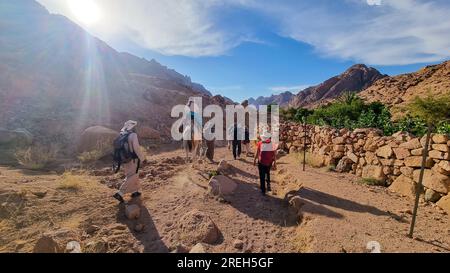 Visite du plateau du Sinaï avec des chameaux près du monastère Sainte-Catherine ( دير القدّيسة كاترين ou Moni tis Agias Aikaterinis), officiellement l'Autonom Sacré Banque D'Images