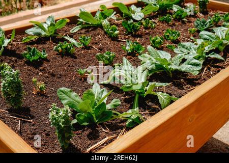 gros plan de quelques plants d'épinards smal et de laitue poussant dans une jardinière à lit surélevé en Espagne, un jour d'été Banque D'Images