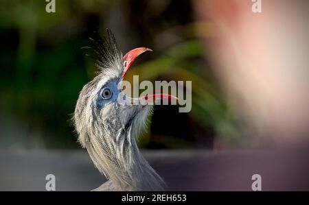 Red-legged seriema Banque D'Images