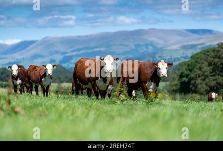 Vaches et veaux de boucherie Hereford qui paissent sur des pâturages de montagne en Cumbria, Royaume-Uni Banque D'Images