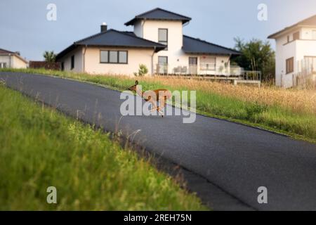 Un chevreuil traversant une route dans la campagne de l'Allemagne dans la lumière chaude du coucher de soleil, maisons en arrière-plan Banque D'Images