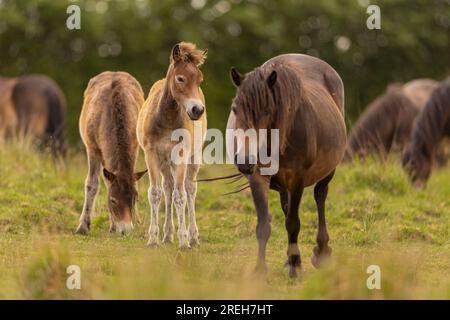 Famille de poney Exmoor dans le parc national Exmoor. Banque D'Images