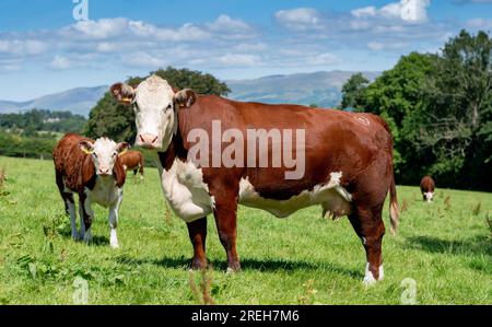 Vaches et veaux de boucherie Hereford qui paissent sur des pâturages de montagne en Cumbria, Royaume-Uni Banque D'Images