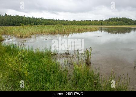 Lac Tihu sur l'île de Hiiumaa en Estonie. Belle nature estivale. Banque D'Images