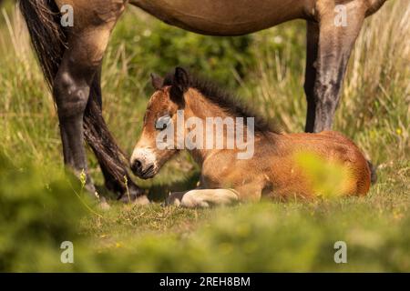 Jeune poney Exmoor couché aux pieds de sa mère. Banque D'Images