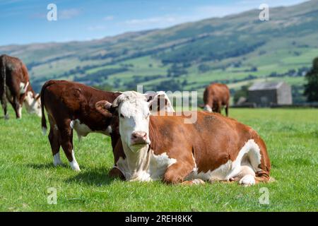 Le bétail Hereford, une race de bœuf britannique indigène, s'est assis dans un pâturage luxuriant des hautes terres, Cumbria, Royaume-Uni. Banque D'Images