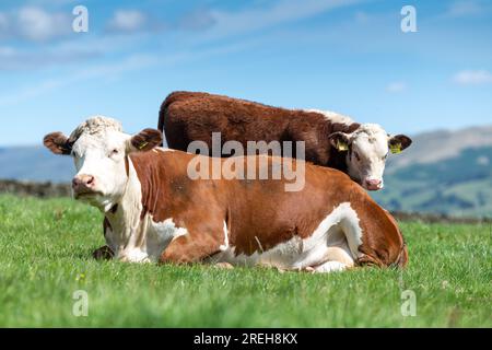 Le bétail Hereford, une race de bœuf britannique indigène, s'est assis dans un pâturage luxuriant des hautes terres, Cumbria, Royaume-Uni. Banque D'Images