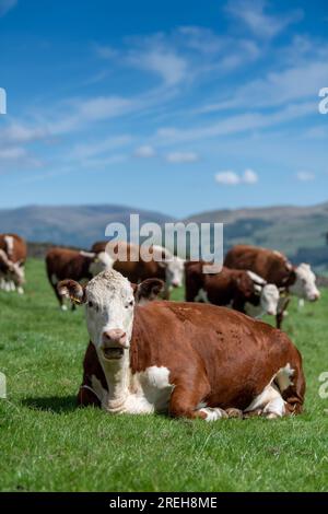 Le bétail Hereford, une race de bœuf britannique indigène, s'est assis dans un pâturage luxuriant des hautes terres, Cumbria, Royaume-Uni. Banque D'Images