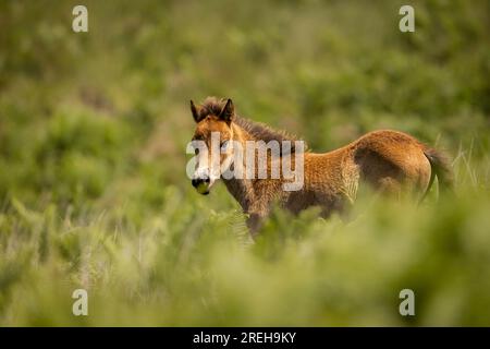 Jeune poney Exmoor errant sur Exmoor. Banque D'Images