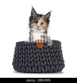 Chaton chat tortie alerte, assis dans un panier tricoté gris. Regarder directement à la caméra. Isolé sur fond blanc. Banque D'Images